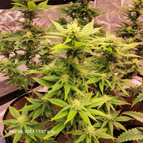 Quebec LSD x4 growlog timeline photo