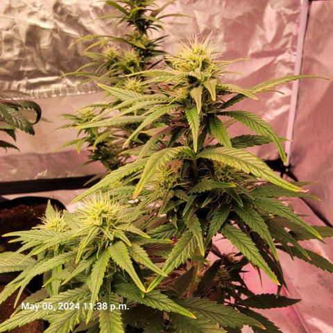 Shishkaberry x2 growlog timeline photo