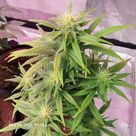 Shishkaberry x2 growlog timeline photo