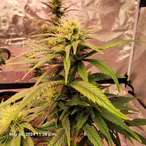 Shishkaberry x2 growlog timeline photo
