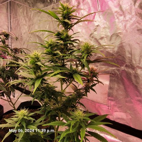 Shishkaberry x2 growlog timeline photo