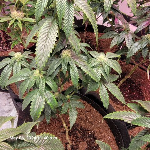 Banana Nose Candy x3 growlog timeline photo