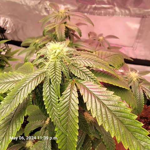 Banana Nose Candy x3 growlog timeline photo