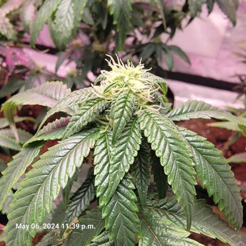 Banana Nose Candy x3 growlog timeline photo