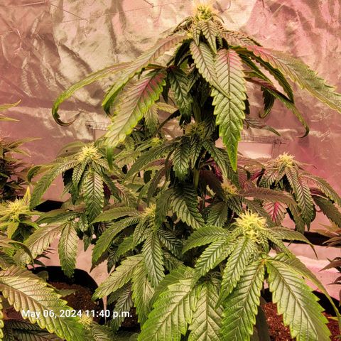 Banana Nose Candy x3 growlog timeline photo
