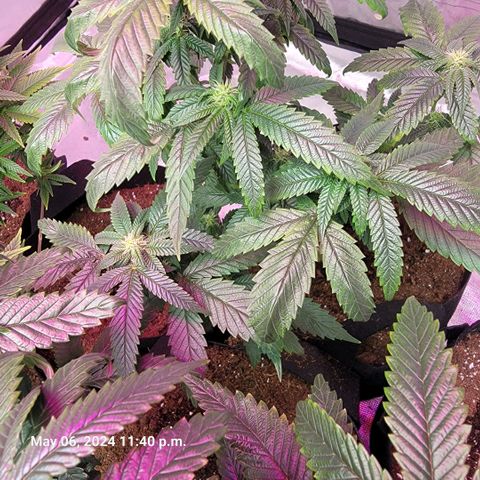 Banana Nose Candy x3 growlog timeline photo