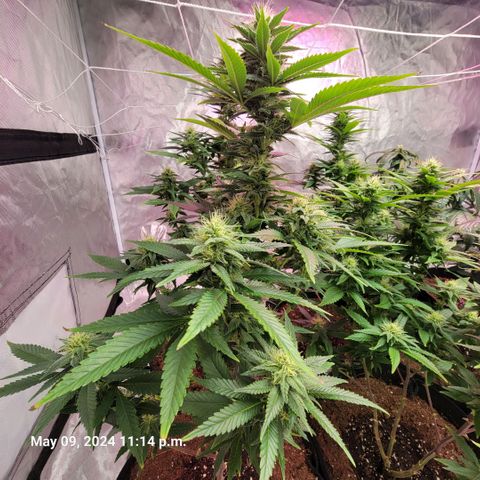 Quebec LSD x4 growlog timeline photo