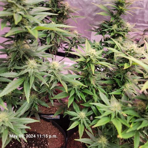 Quebec LSD x4 growlog timeline photo