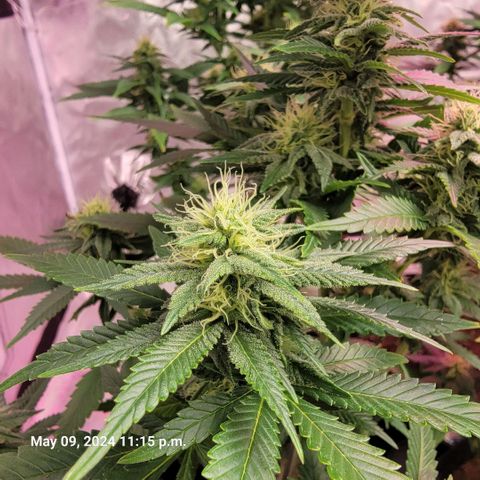 Quebec LSD x4 growlog timeline photo