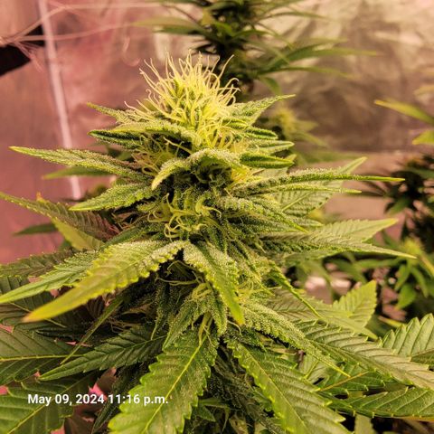 Quebec LSD x4 growlog timeline photo