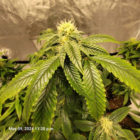 Banana Nose Candy x3 growlog timeline photo