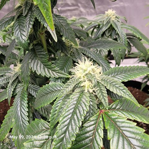 Banana Nose Candy x3 growlog timeline photo