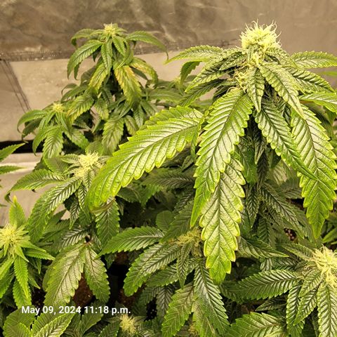 Banana Nose Candy x3 growlog timeline photo