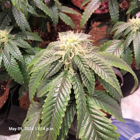 Banana Nose Candy x3 growlog timeline photo