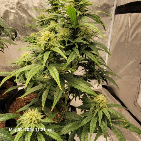 Shishkaberry x2 growlog timeline photo