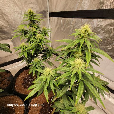 Shishkaberry x2 growlog timeline photo
