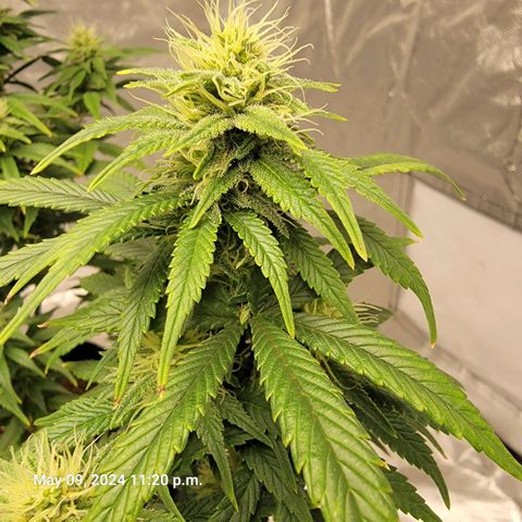 Shishkaberry x2 growlog timeline photo