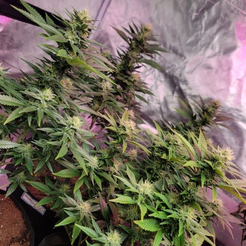 Quebec LSD x4 growlog timeline photo