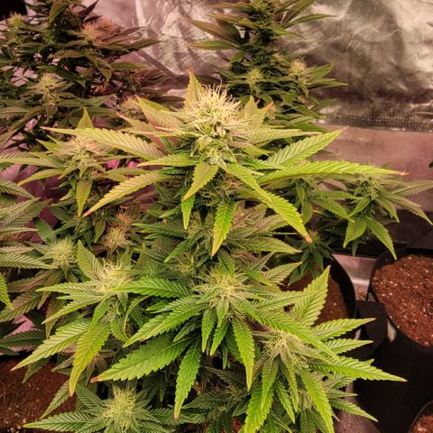 Quebec LSD x4 growlog timeline photo