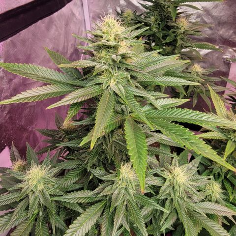 Quebec LSD x4 growlog timeline photo