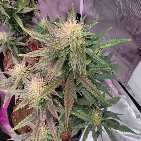 Shishkaberry x2 growlog timeline photo