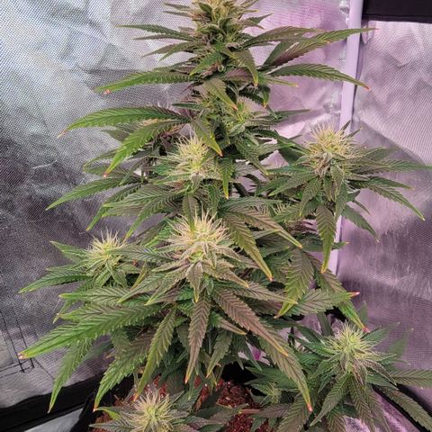 Shishkaberry x2 growlog timeline photo