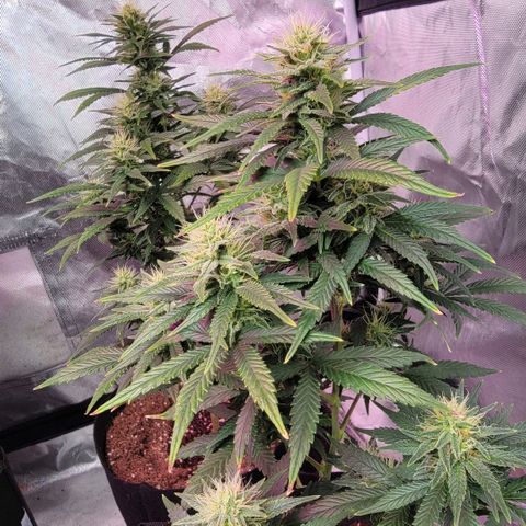 Shishkaberry x2 growlog timeline photo