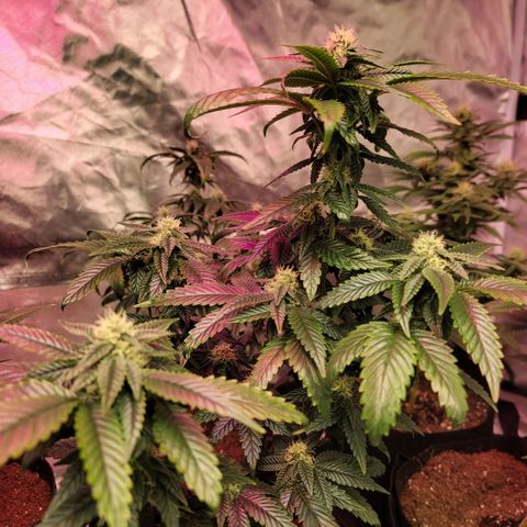 Banana Nose Candy x3 growlog timeline photo