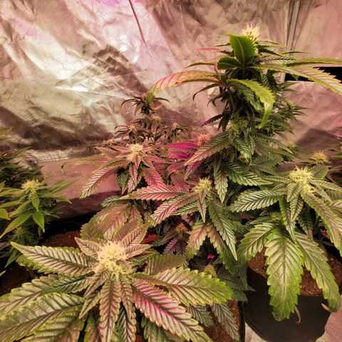 Banana Nose Candy x3 growlog timeline photo