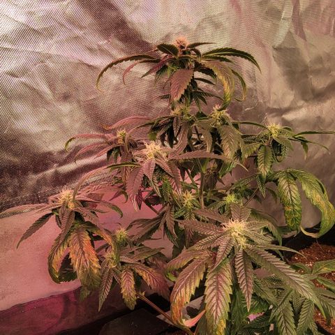 Banana Nose Candy x3 growlog timeline photo