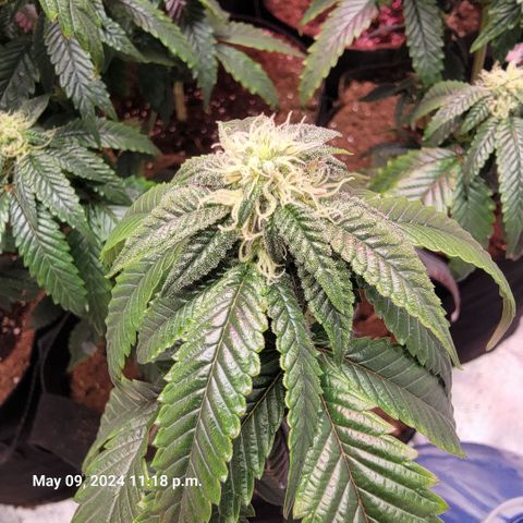 Banana Nose Candy x3 growlog timeline photo