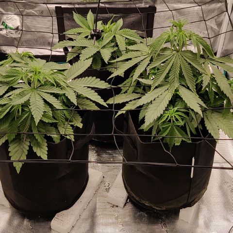 Auto Orange Bud growlog photo: Blätter hängen etwas nach 18h Licht! Gelbe spitzen weiterhin 🤔