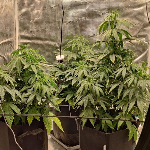 Auto Orange Bud growlog timeline photo