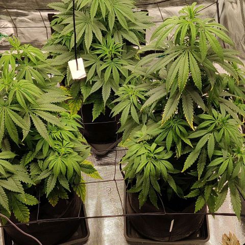 Auto Orange Bud growlog timeline photo