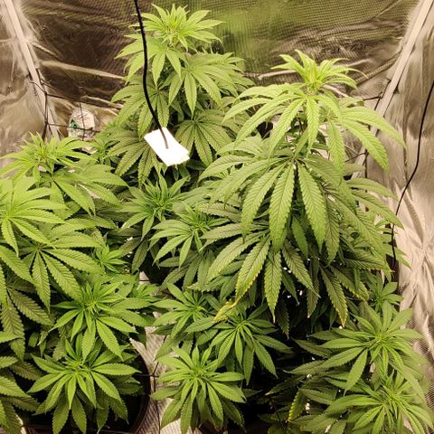 Auto Orange Bud growlog timeline photo