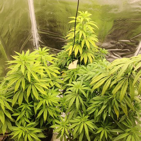 Auto Orange Bud growlog photo: Zelt um 90⁰ gedreht