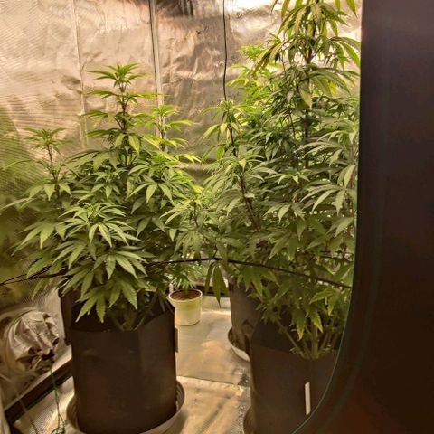 Auto Orange Bud growlog photo: Zelt um 90⁰ gedreht