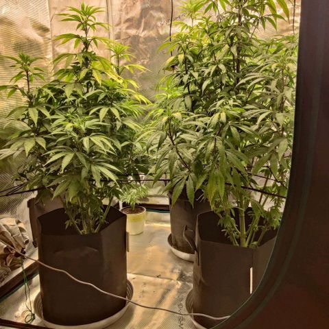 Auto Orange Bud growlog timeline photo