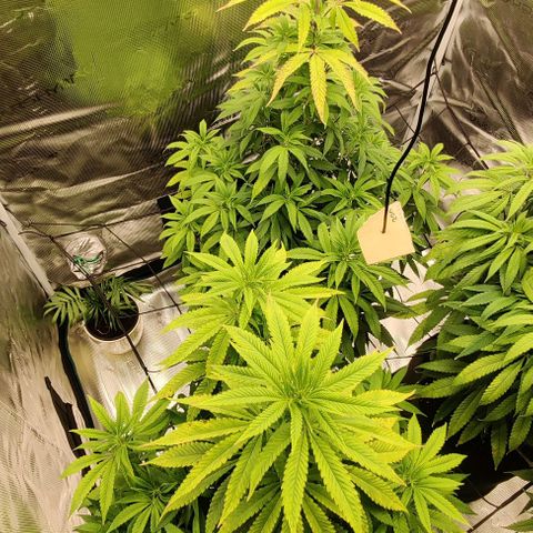Auto Orange Bud growlog timeline photo