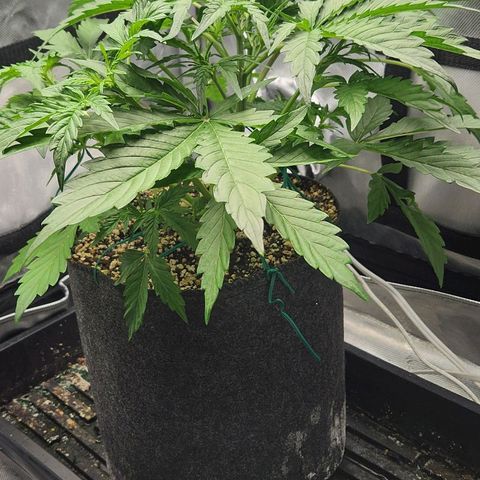 Seedsman Northern Lights growlog timeline photo