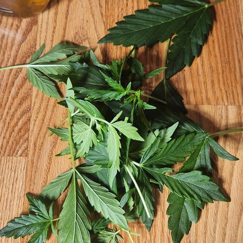 Seedsman Northern Lights growlog timeline photo