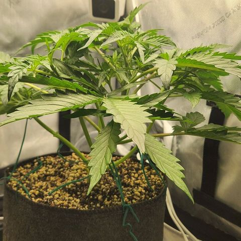 Seedsman Northern Lights growlog timeline photo