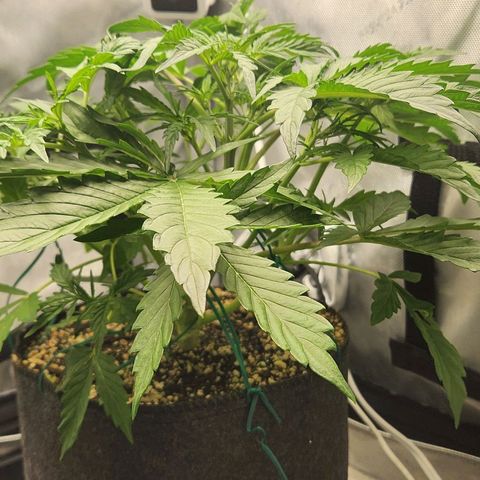 Seedsman Northern Lights growlog timeline photo