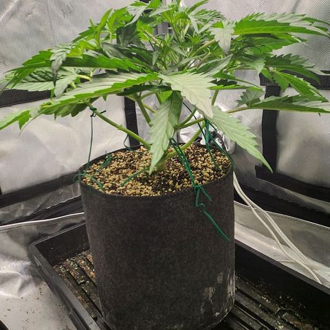 Seedsman Northern Lights growlog timeline photo