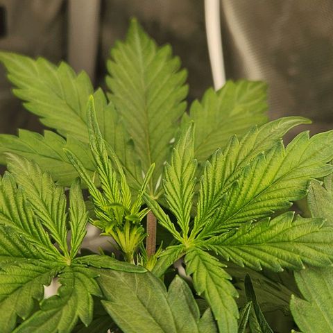 Seedsman Northern Lights growlog timeline photo
