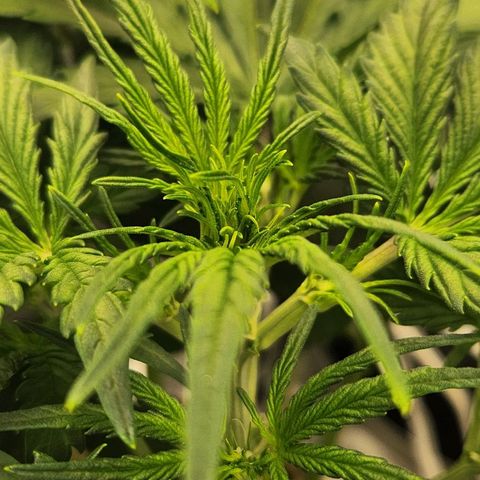 Seedsman Northern Lights growlog timeline photo