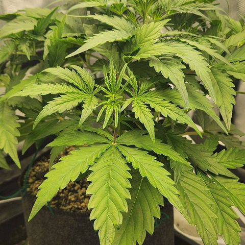 Seedsman Northern Lights growlog timeline photo