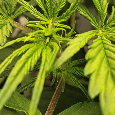 Seedsman Northern Lights growlog timeline photo