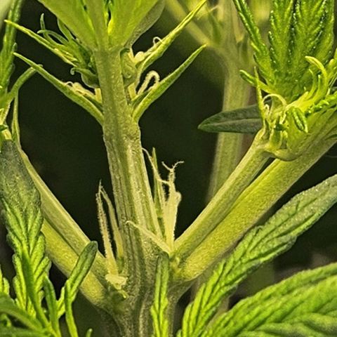Seedsman Northern Lights growlog timeline photo