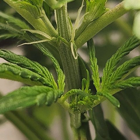 Seedsman Northern Lights growlog timeline photo